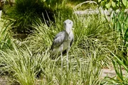 Shoebill on exhibit.