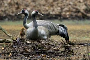 Kraniche mit Jungtier: Ganz heimlich haben die Kraniche ein Nest im unzug&auml;nglichen Erlenbruch angelegt