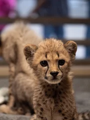 Cheetahs.
