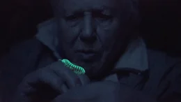 Sir David Attenborough erkl&auml;rt, wie der kleine Tausendf&uuml;&szlig;er Motyxia sequoiae den Wissenschaftlern bei der Erforschung der Biolumineszenz zu neuen Erkenntnissen verhilft.