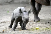 Das zw&ouml;lf Tage alte Spitzmaulnashorn Akili ist zum ersten Mal auf die Au&szlig;enanlage des Zoos Berlin.