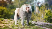 Hamadryas baboon in the San Diego Zoo Africa Rocks exhibit.