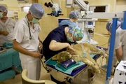 Medizinische Versorgung und auch Operationen sind notwendig, da die Jungtiere verschiedene gesundheitliche Probleme mitgebracht haben. Die Verwendung des sendungsbezogenen Materials ist nur mit dem Hinweis und Verlinkung auf TVNOW gestattet.