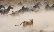Löwin Löwin