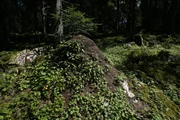Im Gegensatz zu ihren Artgenossen, die als Einzelv&ouml;lker nur jeweils einen Haufen bewohnen, haben die Ameisen der Superkolonie ihren Lebensraum bis tief in den Wald ausgedehnt.