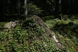 Im Gegensatz zu ihren Artgenossen, die als Einzelv&ouml;lker nur jeweils einen Haufen bewohnen, haben die Ameisen der Superkolonie ihren Lebensraum bis tief in den Wald ausgedehnt.