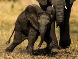 Ein kleiner Elefant tollt zwischen den Beinen seiner Mutter umher.