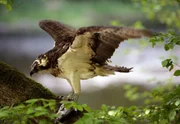 WDR Fernsehen ABENTEUER ERDE, "Die Wupper - Amazonas im Bergischen Land" Film von Sigurd Tesche, am Dienstag (10.04.12) um 20:15 Uhr. Noch vor wenigen Jahrzehnten hie&szlig; die Diagnose f&uuml;r die Wupper: biologisch tot. Heute ist sie auferstanden und z&auml;hlt zu den erfolgreichsten, hoffnungsvollsten Renaturierungsprojekten bundesweit. Sie ist wieder die Lebensader des Bergischen Landes geworden mit ungeahnt artenreicher Flora und Fauna. Auch der Fischadler ist wieder an ihren Gestaden zu Hause.