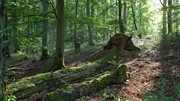 Natur pur! Das ist die Nordeifel. Der Nationalpark Eifel ist der erste Nationalpark bei uns im Westen. Auf einer Fl&auml;che von 110 Quadratkilometern passiert etwas in dieser Gr&ouml;&szlig;e Einzigartiges: Eine Landschaft macht sich auf den Weg zur&uuml;ck zur Wildnis. Ein echtes Paradies f&uuml;r Wanderer.