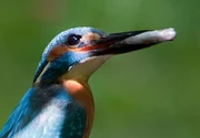 Die naturbelassenen Uferr&auml;nder der Wupper bieten auch dem farbenpr&auml;chtigen Eisvogel Gelegenheit Nistr&ouml;hren zu bauen.