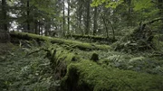 Wald