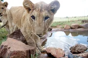 Viele neue Eindr&uuml;cke erwarten die kleinen L&ouml;wen nach ihrer Ankunft in S&uuml;dafrika.