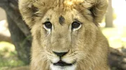 H&uuml;bsch, aber kein Fotomodell: Der junge L&ouml;we musste in Spanien f&uuml;r Bilder mit Touristen posieren - unterern&auml;hrt und krank retteten ihn Tiersch&uuml;tzer.  Die Verwendung des sendungsbezogenen Materials ist nur mit dem Hinweis und Verlinkung auf TVNOW gestattet.