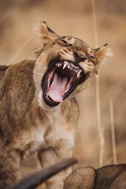 Die jungen L&ouml;wen m&uuml;ssen lernen, sich selbst zu verteidigen, wenn sie in der Wildnis &uuml;berleben wollen, also verbringen sie ihre Tage mit Spielk&auml;mpfen.