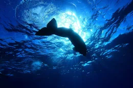 Ein junger Pottwal schwimmt seiner Familie hinterher.