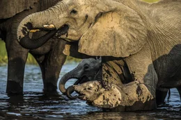 Jedes Jahr verwandeln zehntausend Milliarden Liter Regenwasser das Okawango-Delta in Botsuana im S&uuml;den Afrikas in ein riesiges Sumpfgebiet mit paradiesischen Landschaften. Hier baden Elefanten und stampfen dabei Furchen zwischen Schilf und Papyrus-Stauden.