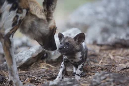 Mutter Wildhund und einer ihrer Welpen beschnuppern einander.