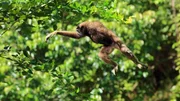 Gibbons sind an das Leben in den W&auml;ldern Borneos perfekt angepasst.
