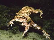 WDR Fernsehen ABENTEUER ERDE, "Die Wupper - Amazonas im Bergischen Land" ein Film von Sigurd Tesche, am Dienstag (11.05.10) um 20:15 Uhr. Noch vor wenigen Jahrzehnten hie&szlig; die Diagnose f&uuml;r die Wupper: biologisch tot. Heute ist sie auferstanden und z&auml;hlt zu den erfolgreichsten, hoffnungsvollsten Renaurierungsprojekten bundesweit. Sie ist wieder die Lebensader des Bergischen Landes geworden mit ungeahnt artenreicher Flora und Fauna. Auch Kr&ouml;ten finden sich inzwischen wieder bei ihr zur Paarung ein.