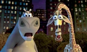 "Madagascar", Zebra Marty nimmt an seinem Geburtstag betr&uuml;bt zur Kenntnis, dass er noch nie etwas anderes gesehen hat als den Zoo von New York. Kurzerhand planen L&ouml;we Alex, Giraffe Melman und Nilpferd-Lady Gloria den Ausbruch. Ein Ausflug, der nach ihrer R&uuml;ckkehr nicht folgenlos bleibt. Tiersch&uuml;tzer setzen durch, dass die vier per Schiff in ihre Heimat nach Kenia gebracht werden. Allerdings durchkreuzen die Pinguine den Plan. Und so landet das verw&ouml;hnte Quartett in der Wildnis Madagaskars.  SENDUNG: ORF eins - SO - 11.10.2020 - 11:10 UHR. - Veroeffentlichung fuer Pressezwecke honorarfrei ausschliesslich im Zusammenhang mit oben genannter Sendung oder Veranstaltung des ORF bei Urhebernennung.