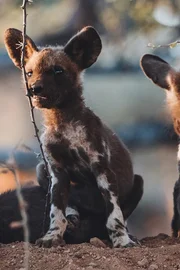 Lyca nagt an einer Pflanze.