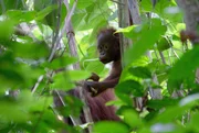 Ein junger Orang-Utan ist viele Jahre auf die Unterst&uuml;tzung seine Mutter angewiesen.