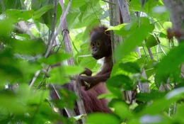Ein junger Orang-Utan ist viele Jahre auf die Unterst&uuml;tzung seine Mutter angewiesen.