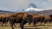 Die Pr&auml;rie ist die Heimat eines der markantesten Tiere Nordamerikas - den Bisons. (im Hintergrund das Gebirgsmassiv Castle Mountains)