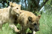 Gemeinsam erkunden Yame und George ihr neues Zuhause auf dem Gel&auml;nde des Wildlife Sanctuary von Kevin Richardson. Die Verwendung des sendungsbezogenen Materials ist nur mit dem Hinweis und Verlinkung auf TVNOW gestattet.