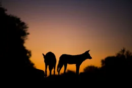 Der Sonnenuntergang beendet einen anstrengenden Tag f&uuml;r das Wildhundrudel.