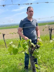 Winzer und Heurigenwirt Michael Wieselthaler im Weingarten auf dem Laaer Berg.