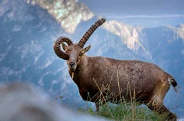 Sommer f&uuml;r die Tiere in den Bergen:  Steinbock im Naturpark Friauler Dolomiten in Italien.