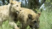 Gemeinsam erkunden Yame und George ihr neues Zuhause auf dem Gel&auml;nde des Wildlife Sanctuary von Kevin Richardson.  Die Verwendung des sendungsbezogenen Materials ist nur mit dem Hinweis und Verlinkung auf TVNOW gestattet.