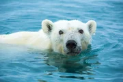 Eisbär schwimmt im Wasser Eisbär schwimmt im Wasser