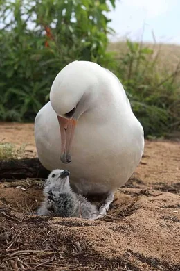 Wenn es an M&auml;nnchen fehlt, ziehen zwei Albatros-Weibchen gemeinsam ein K&uuml;ken auf.