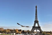 Der Wanderfalke im Anflug auf den Eiffelturm. Er ist der Meister der L&uuml;fte &ndash; im Sturzflug erreicht der Vogel bis zu 350 km/h.