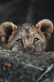 Im Alter von zwei Monaten ist Chinga endlich bereit, ihre erweiterte Familie kennenzulernen: Das ist ein wichtiger Moment.