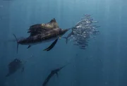 Atlantischer Segelfisch Atlantischer Segelfisch