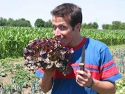 Willi Weitzel schaut sich auf einem Bauernhof um und hilft bei der Salaternte.