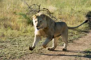 Yame, 2 Jahre alt, genie&szlig;t viel Auslauf und Bewegung in den gro&szlig;en Gehegen des Kevin Richardson Wildlife Sanctuary. Die Verwendung des sendungsbezogenen Materials ist nur mit dem Hinweis und Verlinkung auf TVNOW gestattet.