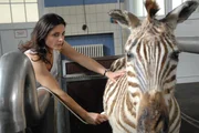 Zebrastute Elsa ist tr&auml;chtig. Tier&auml;rztin Dr. Susanne Mertens (Elisabeth Lanz) sorgt sich um den Gesundheitszustand des F&ouml;tus. Dessen Herzt&ouml;ne sind zu schwach und es besteht Lebensgefahr f&uuml;r Mutter und Kind.
