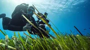 Meeresbiologe Uli Kunz filmt im Mittelmeer das Neptungras. Die Wiesen unter Wasser bieten einen einzigartigen Lebensraum für unzählige Organismen. Meeresbiologe Uli Kunz filmt im Mittelmeer das Neptungras. Die Wiesen unter Wasser bieten einen einzigartigen Lebensraum für unzählige Organismen.