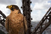 Der Ansitz des Wanderfalken befindet sich in der Spitze des Eiffelturmes. Selbst kleine V&ouml;gel in den H&auml;userschluchten von Paris bleiben seinem Blick nicht verborgen.