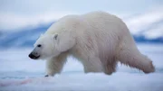 Eisb&auml;r