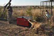 Kevin Richardson und Dr. Christine Drea beobachten eine Hy&auml;ne wie sie versucht die Verriegelung einer Versuchsbox zu &ouml;ffnen.