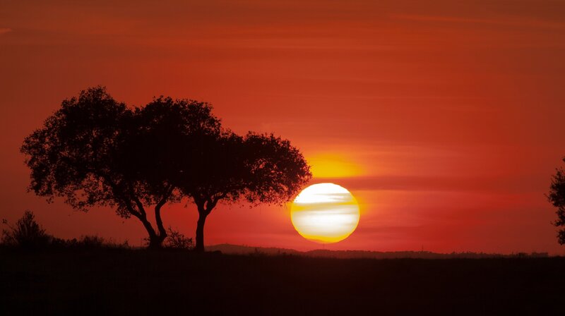 Spaniens einzigartige Waldlandschaft