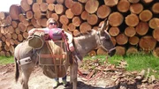 Nicole Grasser aus Dachau wagte den Versuch - mit einem Mietesel auf die franz&ouml;sische Via podiensis, den bekanntesten Jakobsweg, zu gehen. Rund 230 Kilometer in zehn Tagen legte die Pilgerin mit ihrem Esel Wappa zur&uuml;ck - von Le Puys-en-Velais in der malerischen Auvergne &uuml;ber das karge, w&uuml;ste Hochland des Aubrac bis zum magischen Ort Conques.