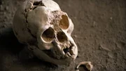 Das Gehirn des winzigen Homo floresiensis war nur so gro&szlig; wie das eines Schimpansen. Trotzdem stellten diese nur etwa einen Meter gro&szlig;en Menschen Steinwerkzeuge her.
