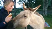 Nicole Grasser aus Dachau wagte den Versuch - mit einem Mietesel auf die franz&ouml;sische Via podiensis, den bekanntesten Jakobsweg, zu gehen. Rund 230 Kilometer in zehn Tagen legte die Pilgerin mit ihrem Esel Wappa zur&uuml;ck - von Le Puys-en-Velais in der malerischen Auvergne &uuml;ber das karge, w&uuml;ste Hochland des Aubrac bis zum magischen Ort Conques.