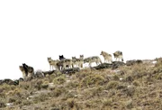 W&ouml;lfe des Wapiti Lake Wolfsrudel im Yellowstone Nationalpark im Herbst
